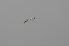 Thalasseus albididorsalis