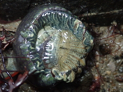Anthopleura ballii
