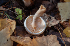 Hygrophorus hedrychii