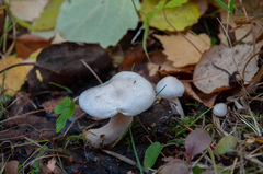 Hygrophorus hedrychii