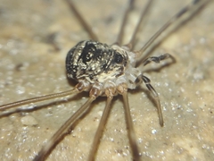 Amilenus aurantiacus