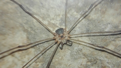 Amilenus aurantiacus