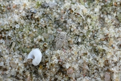 Attulus distinguendus