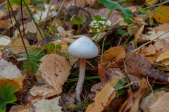 Hygrophorus hedrychii