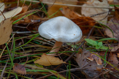 Hygrophorus hedrychii