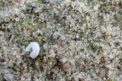 Attulus distinguendus