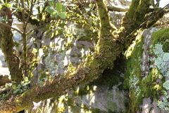 Pseudocyphellaria neglecta