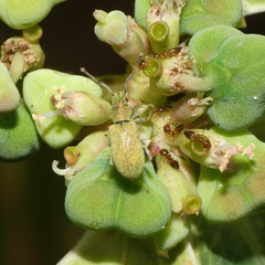 Myllocerina