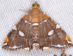Eulepidotis guttata