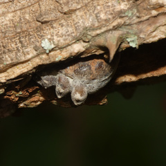 Aspidoproctus