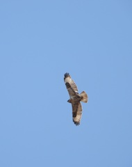 Buteo hemilasius