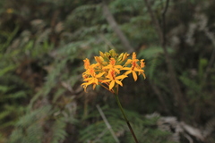 Epidendrum aura-usecheae