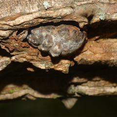Aspidoproctus