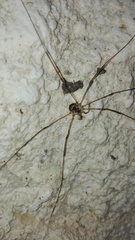 Amilenus aurantiacus