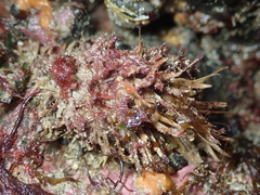 Modiolus barbatus
