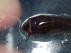 Apletodon dentatus