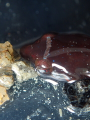 Apletodon dentatus