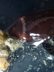 Apletodon dentatus