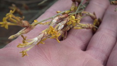 Lasiosiphon polycephalus