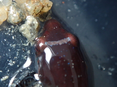 Apletodon dentatus