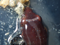 Apletodon dentatus