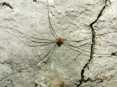 Amilenus aurantiacus