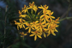 Epidendrum aura-usecheae