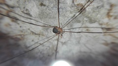 Amilenus aurantiacus