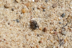 Pellenes tripunctatus