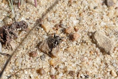 Pellenes tripunctatus