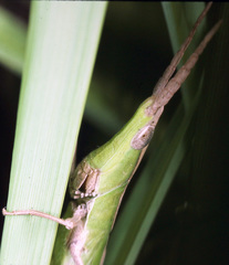 Achurum carinatum