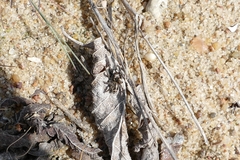 Pellenes tripunctatus