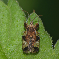Sinuessa subinermis