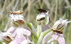 Micropterix sicanella