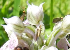 Micropterix sicanella