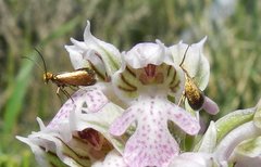 Micropterix sicanella