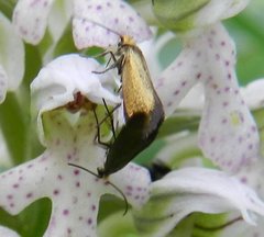 Micropterix sicanella