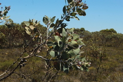 Eucalyptus pleurocarpa