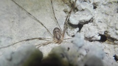 Amilenus aurantiacus