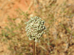 Allium ampeloprasum
