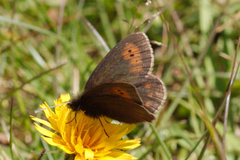 Erebia epiphron