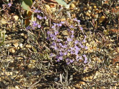 Limonium algarvense