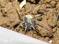 Paranemastoma quadripunctatum