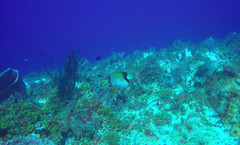 Chaetodon sedentarius