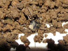 Paranemastoma quadripunctatum