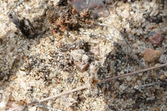 Attulus distinguendus