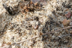 Attulus distinguendus