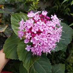 Clerodendrum bungei