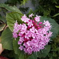 Clerodendrum bungei