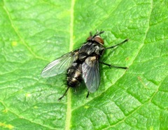 Blondelia nigripes